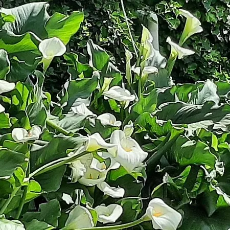 L' Antica Macina Bed and Breakfast 3*