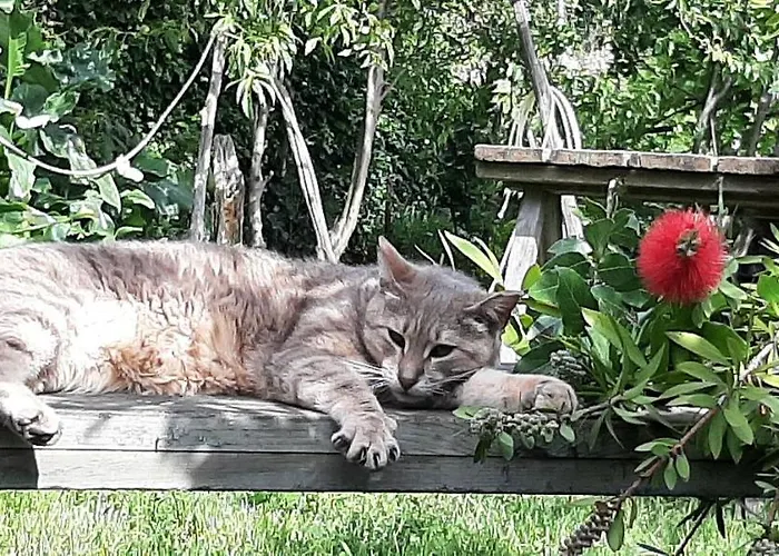 Bed & Breakfast L' Antica Macina