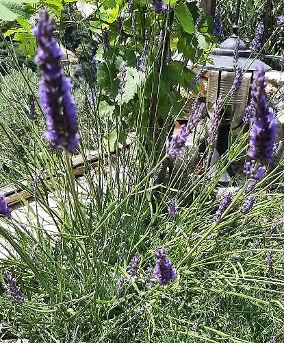 Bed & Breakfast L' Antica Macina Quiliano