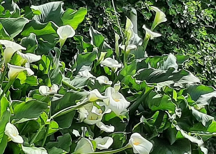 L' Antica Macina Bed & Breakfast 3*